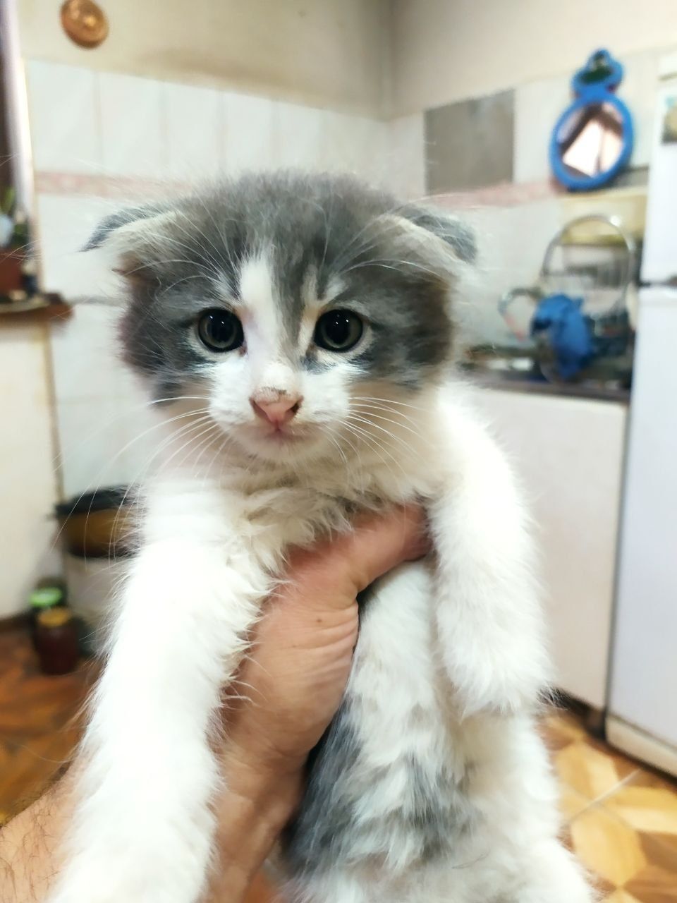 Продается котенок