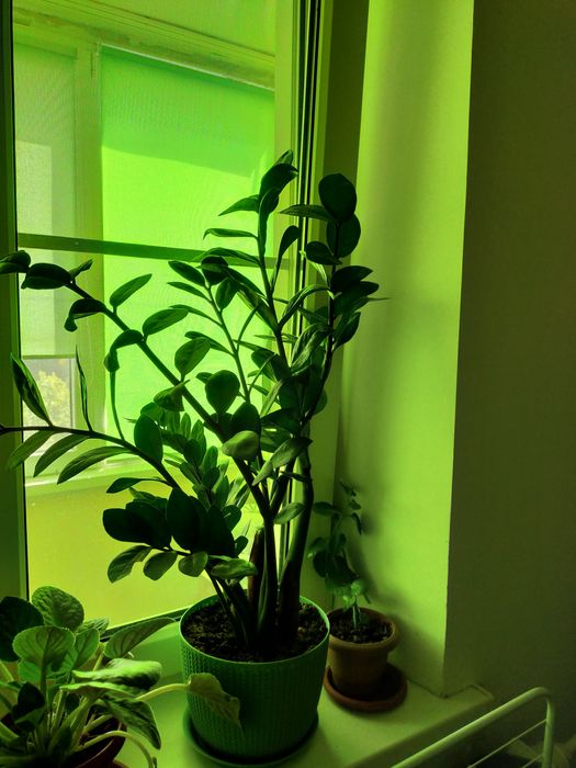 Комнатное растение, в простонародье именуемое, как Долларовое  дерево.