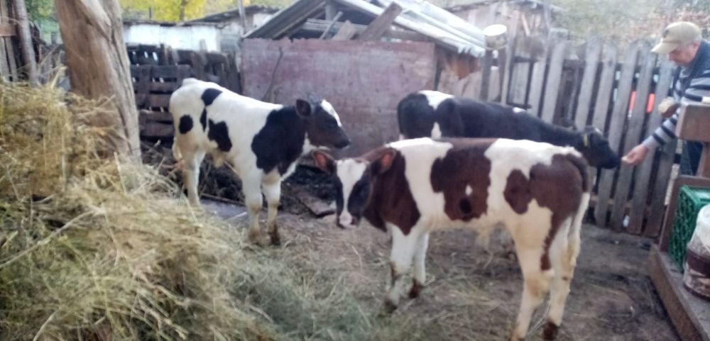 3 Taurasi  Baltata Romaneasca pe Negru