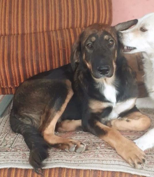 Metisi labrador pui, gratuit