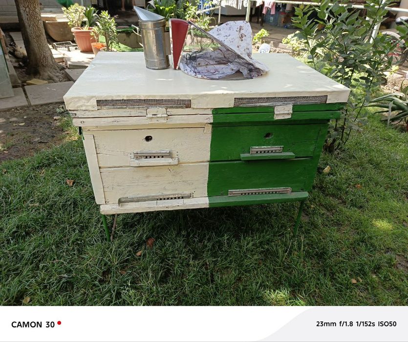 Asal ari uyasi. Komplekt