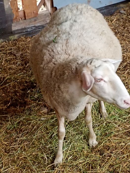 Vând oaie cu doi miei.