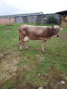 Vând vaca fătată recent