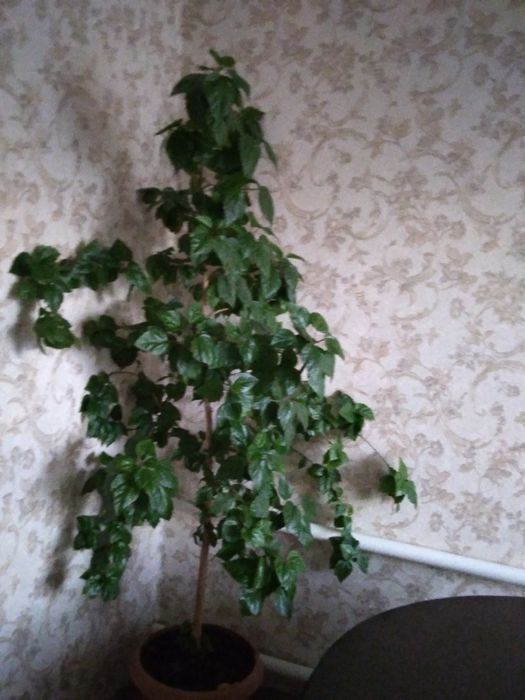 Продам комнатный цветок,  Роза китайская.  Высота 2 м.