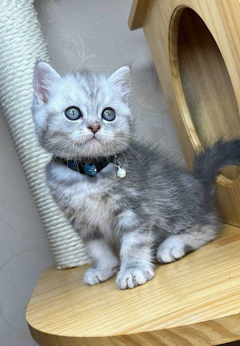 Шикарный плюшевый мальчик скоттиш фолд