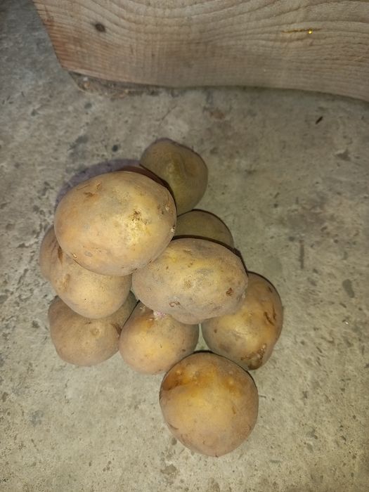 Vând cartofi de sămânţa şi Consum  diferite soiuri