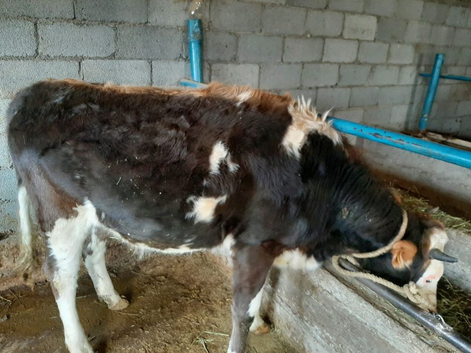 Сиыр семіз байланған