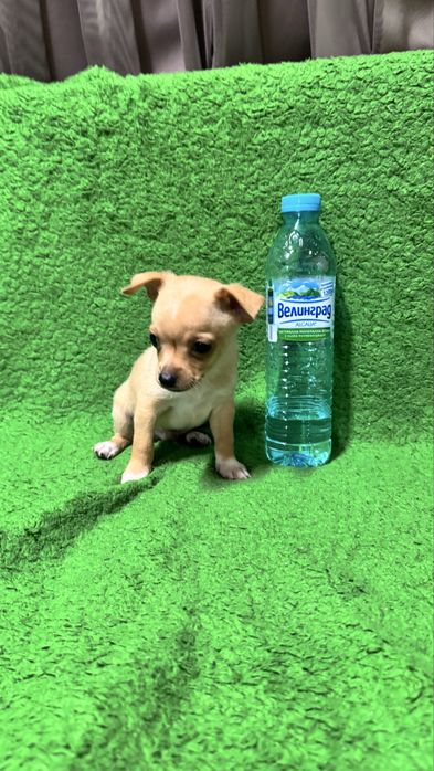 Мъжки и женски мини пинчери