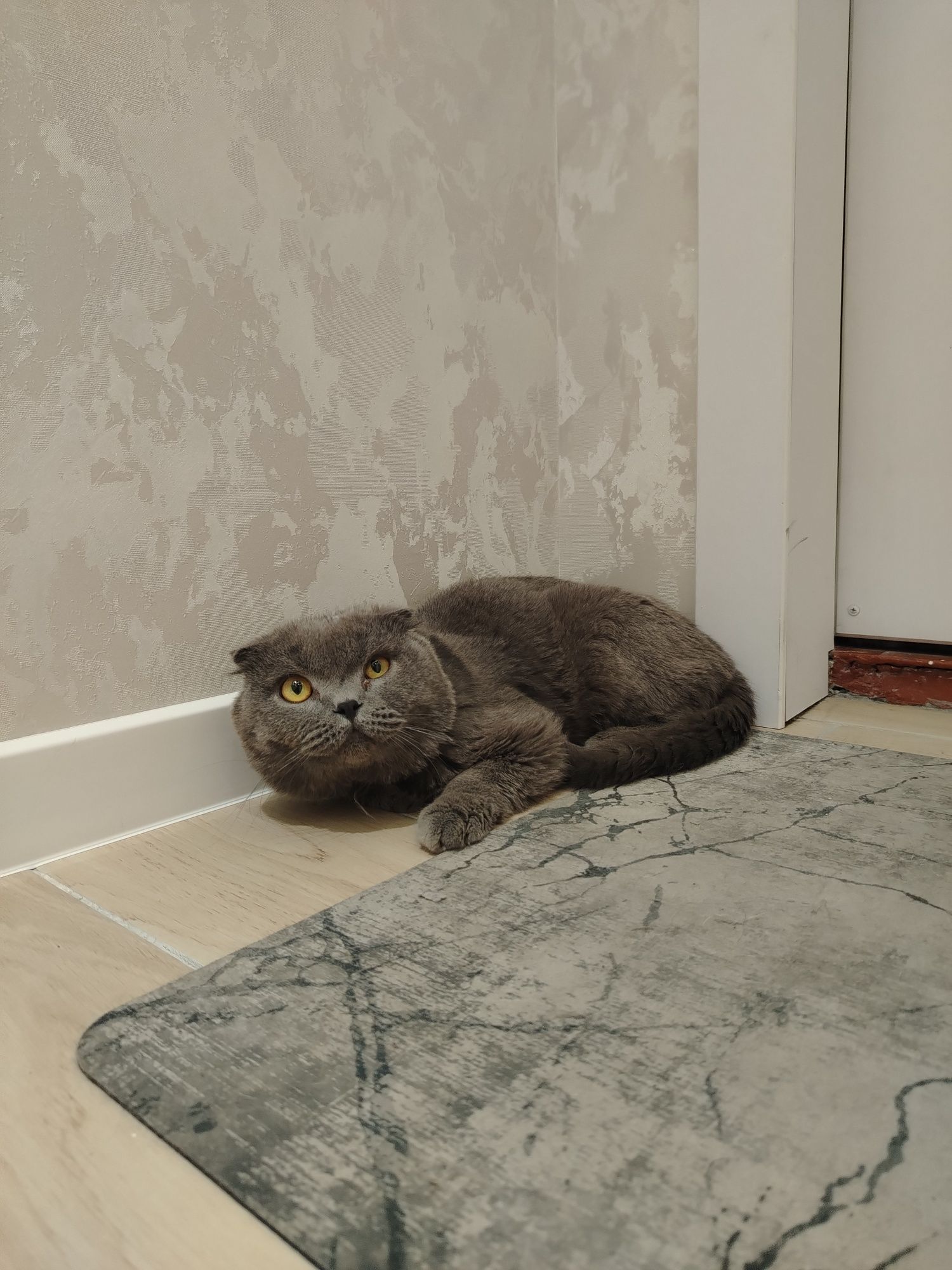 Scottish fold sotiladi