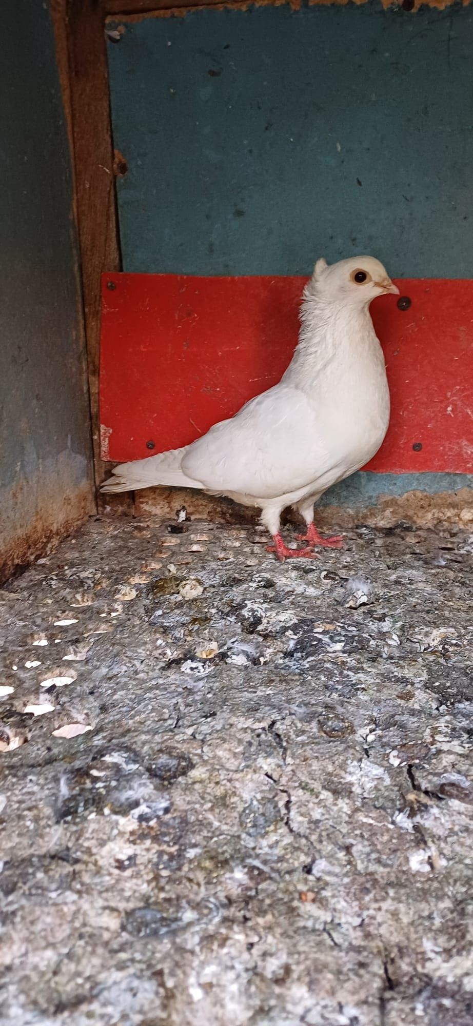 Porumbei voltați indieni , Maria Stuart, voiajori.