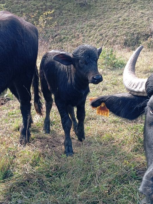 Vand vițel de bivol