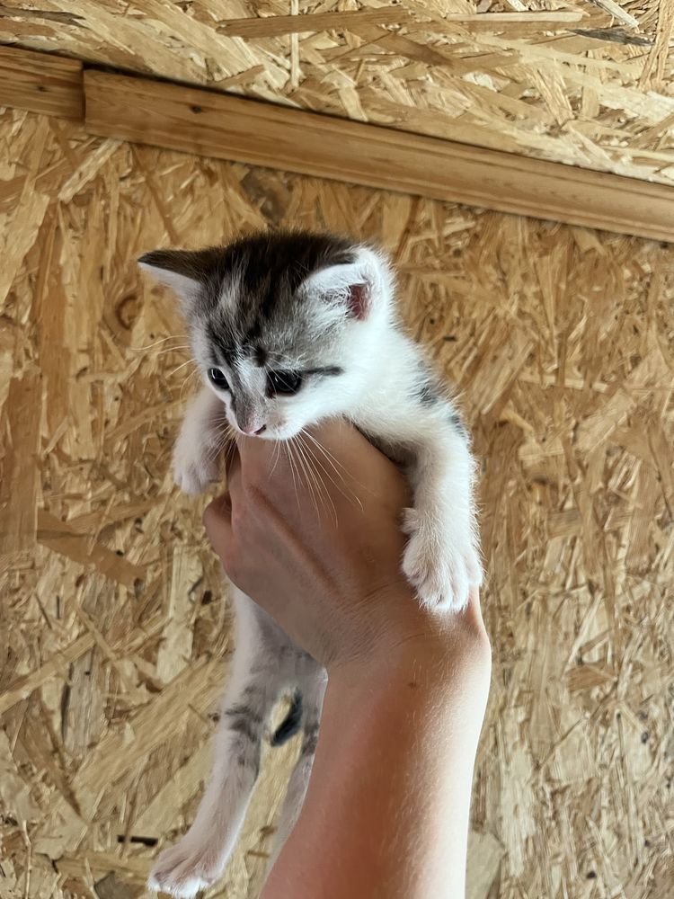 Отдам двух котят бесплатно