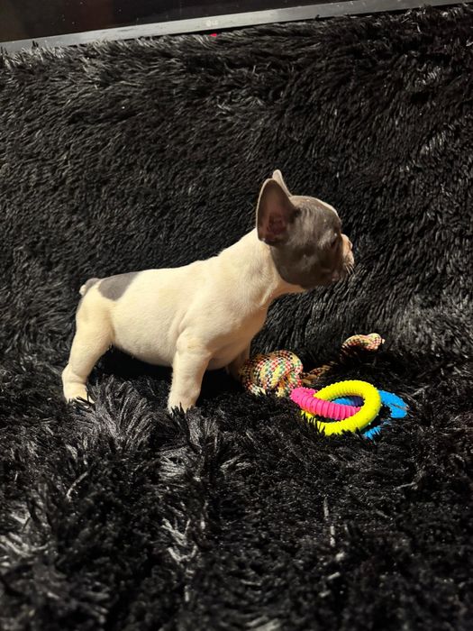 Bulldog Francez Blue Pied
