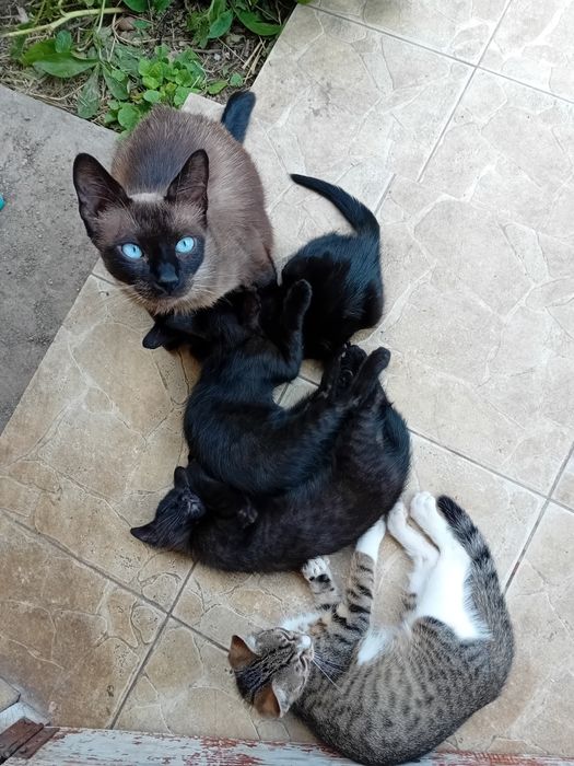Donez pisicuti sanatosi si jucausi