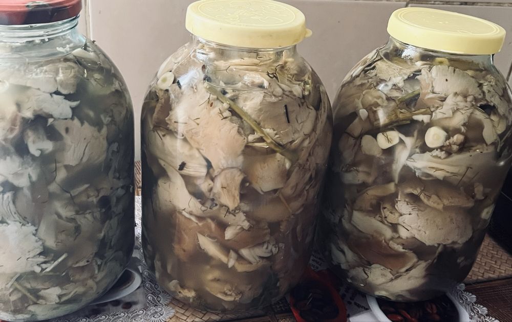 Продам Грибы Вешенки