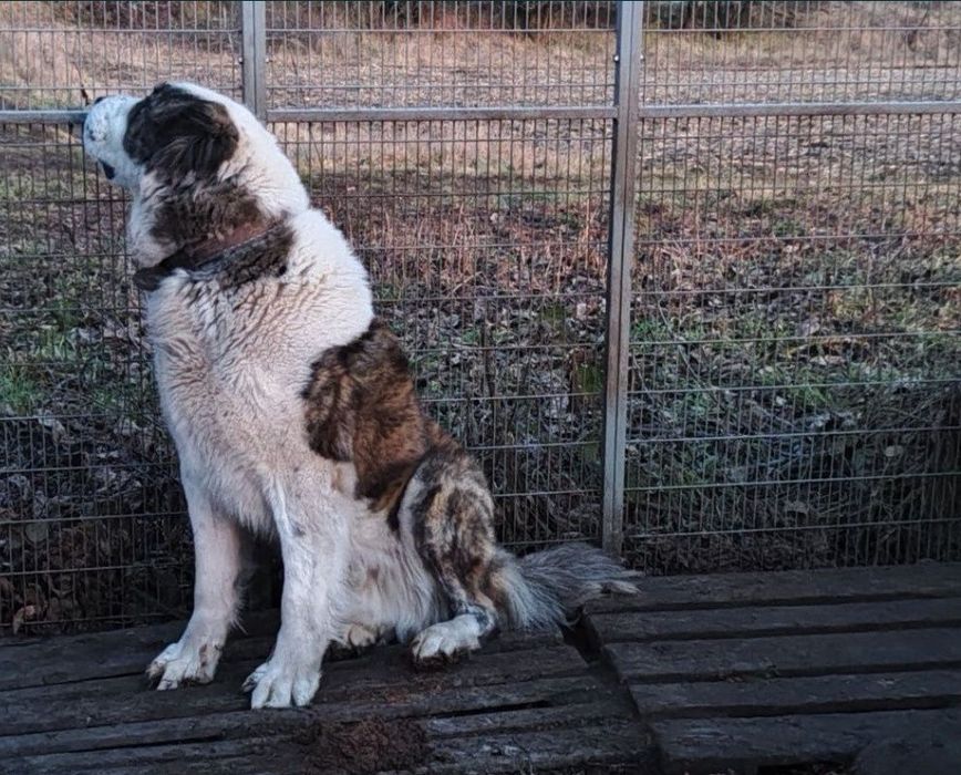 Vand ciobanesc asiatic