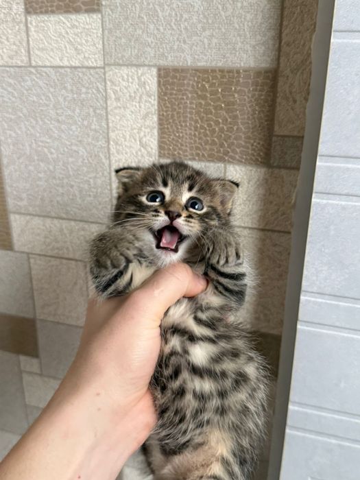 Отдам в добрые руки котят