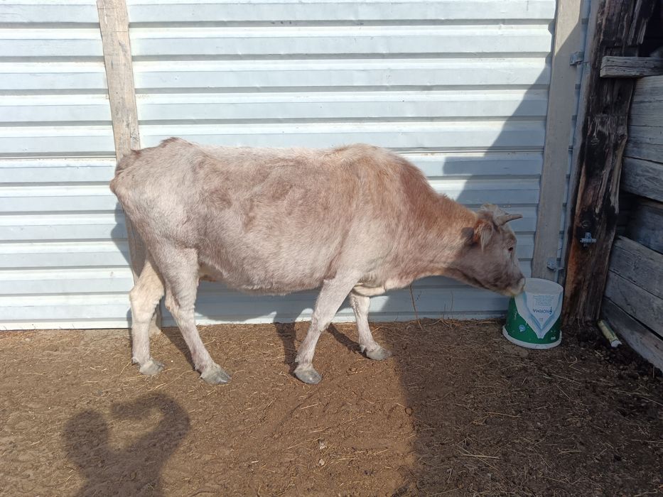 Сиыр сатылады. Бағасы 550000 теңге.