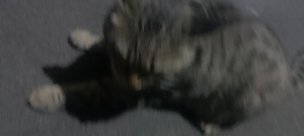 mushuk sotiladi juda yuvosh