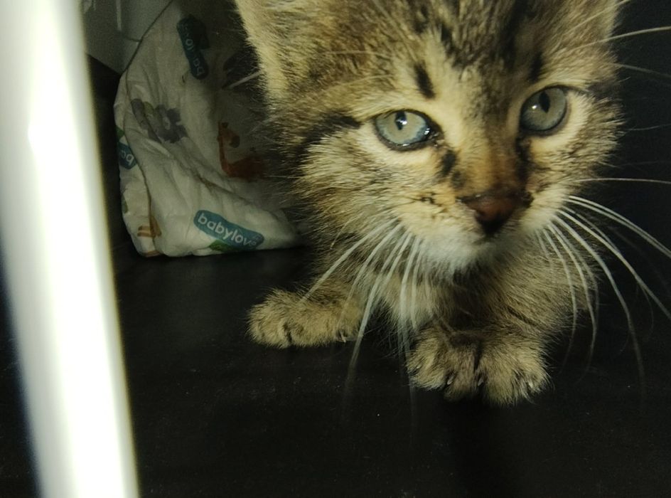 Спасяването беше почти невъзможно, сега търси дом