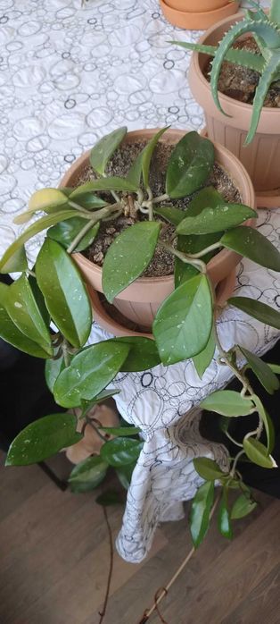 Butasi si plante adulte Lacrima Maicii Domnului, Hoya Carnosa