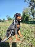 Femela doberman de vânzare.
