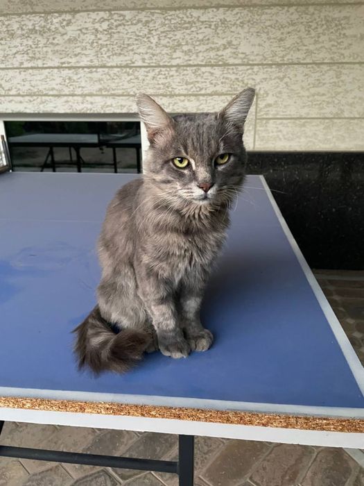 Пристраивается милый кот в надежные руки