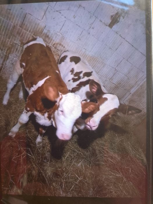 Vand vitei intarcati o femela și un mascul