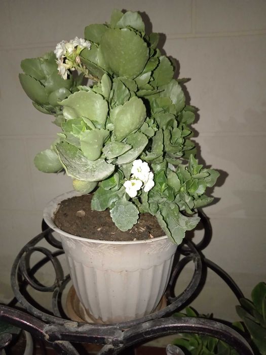 Продаётся цветы (комнатные)