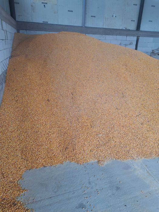 Porumb syngenta de vanzare