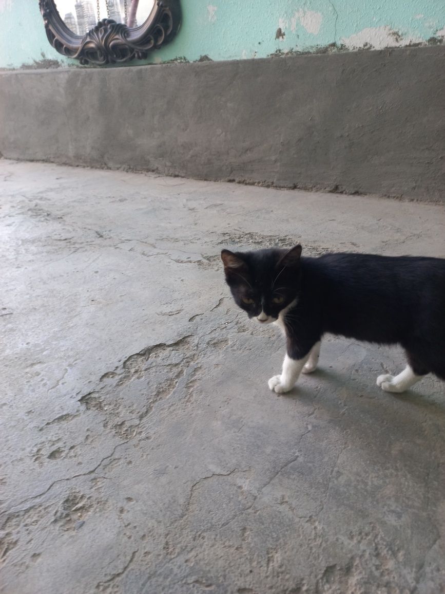 Mushukchalar bor. Есть котята. Бесплатно.
