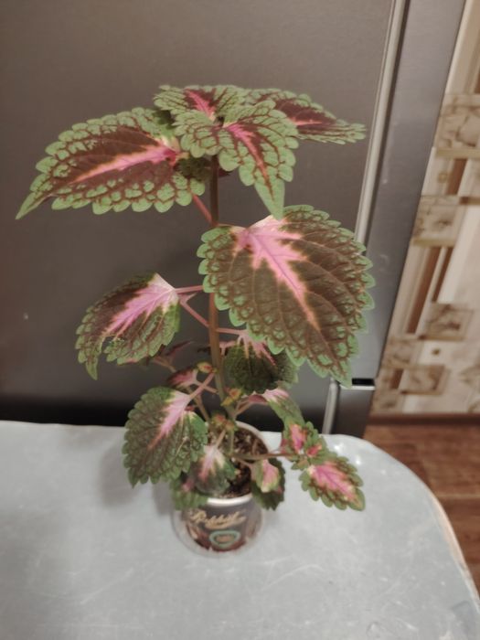 Колеус  высота около 30 см.