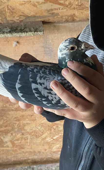 Vând porumbei voiajori cu zboruri porumbei sunt de fond!  M.2022 f2019