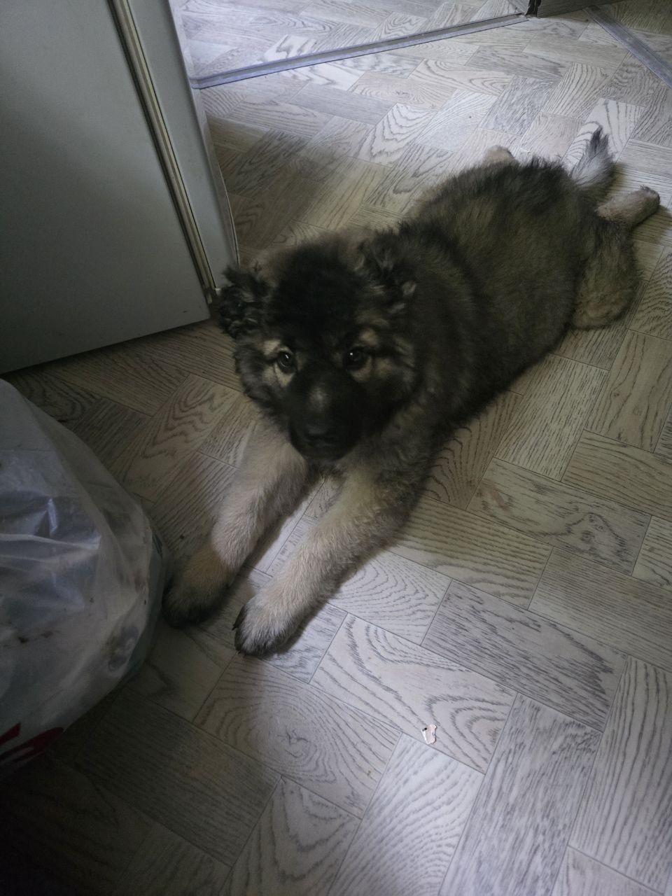 Срочно продам кавказская овчарка
