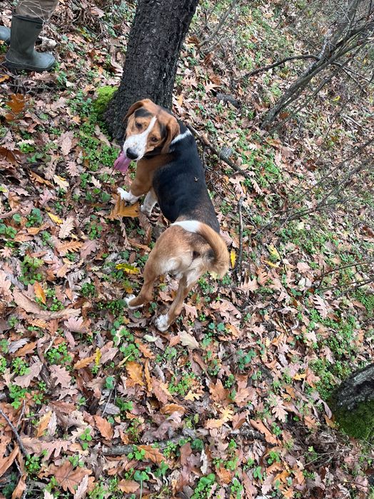 Продавам четири гончета