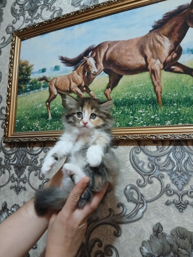 Продаются котята три девочки