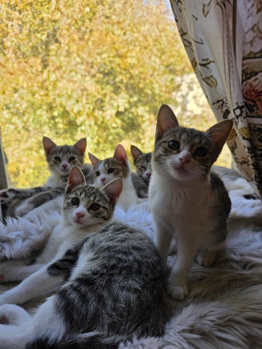 Отдам в добрые руки
