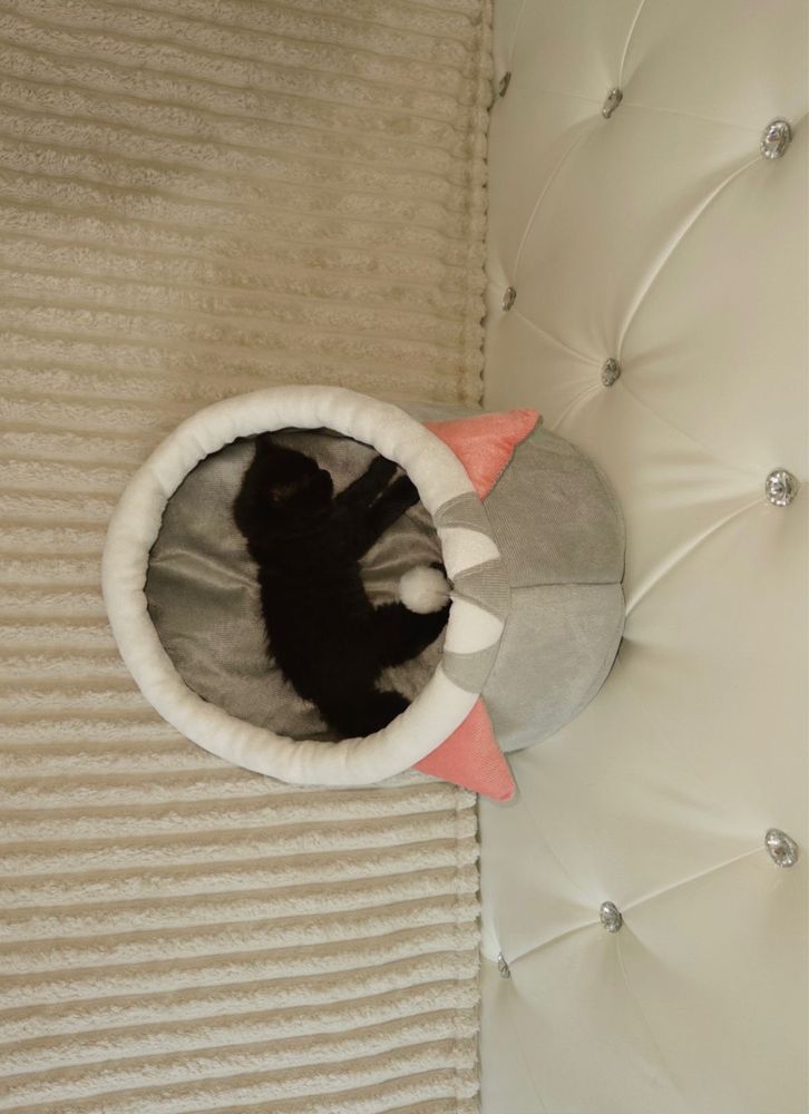 Котёнок, 2 месяцев