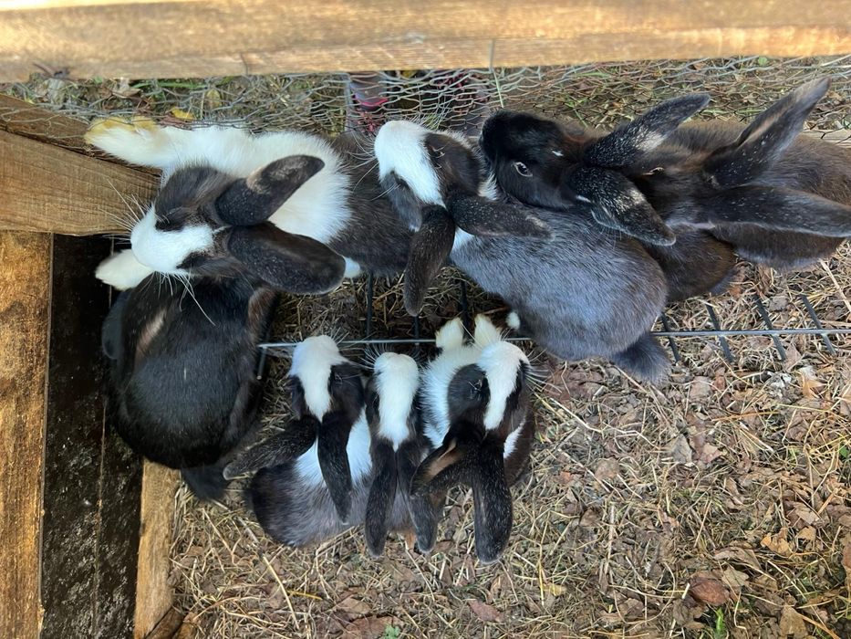 Vând iepuri de casa