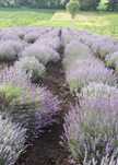 Vand tufe de lavanda
