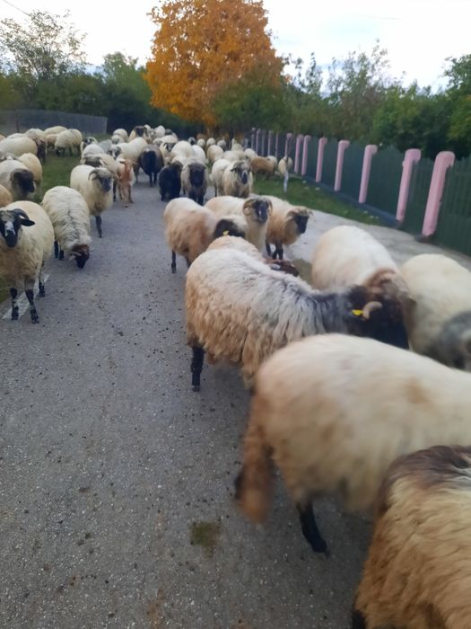 Vand 60 oi si 15 capre