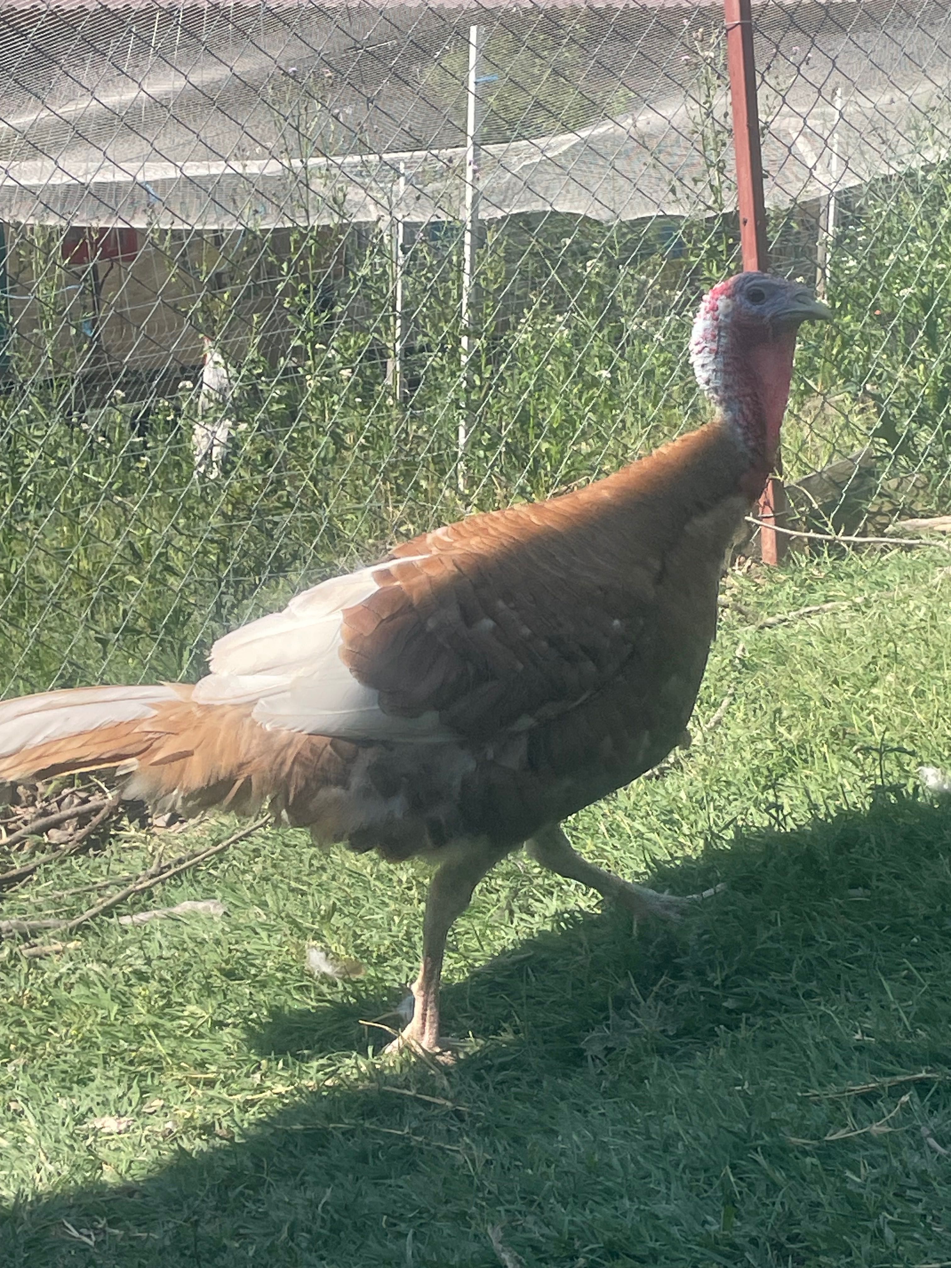Curci Red Bourbon de vânzare