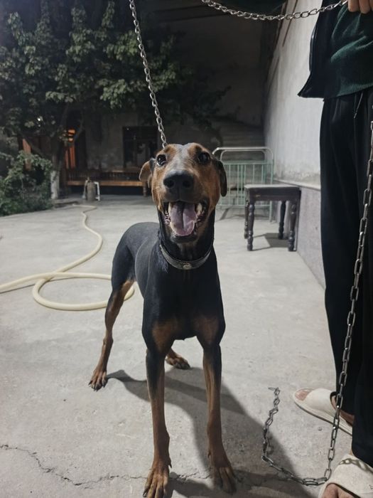 Doberman pinscher 7 oylik urgʻochi