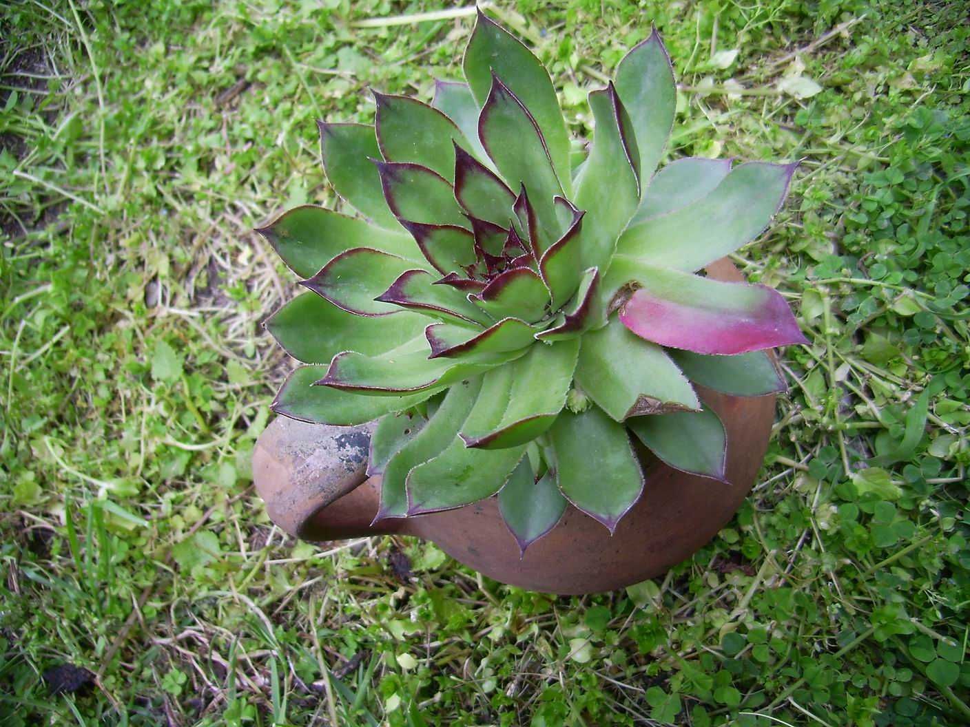 Алпийска роза (sedum Sempervivum)