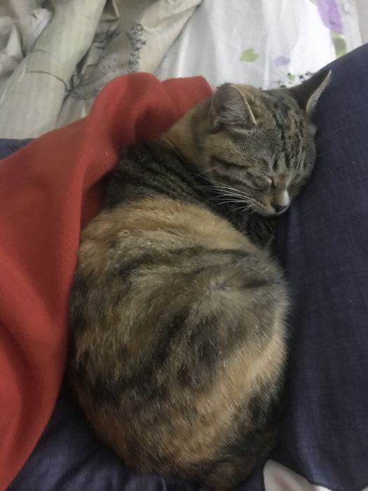 пропала кошка.