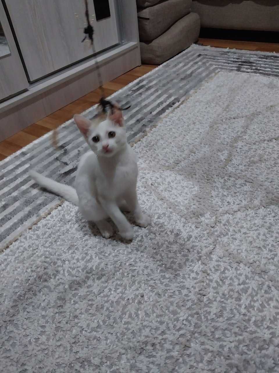 Котенок, мальчик 3 месяца