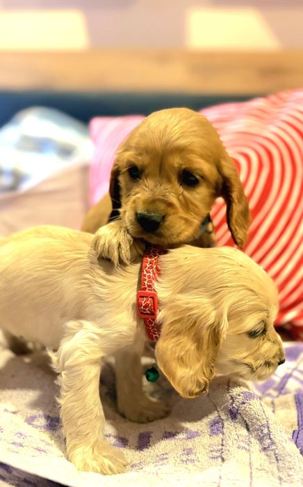 Кокер шпаньол кученца