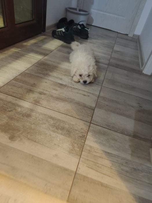 Bichon maltez buzau