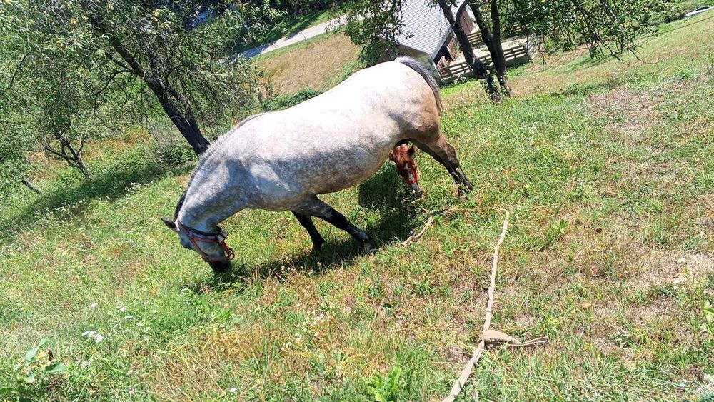 Iapă de vânzare cu mănză