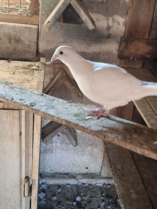 Porumbei voiajori albi